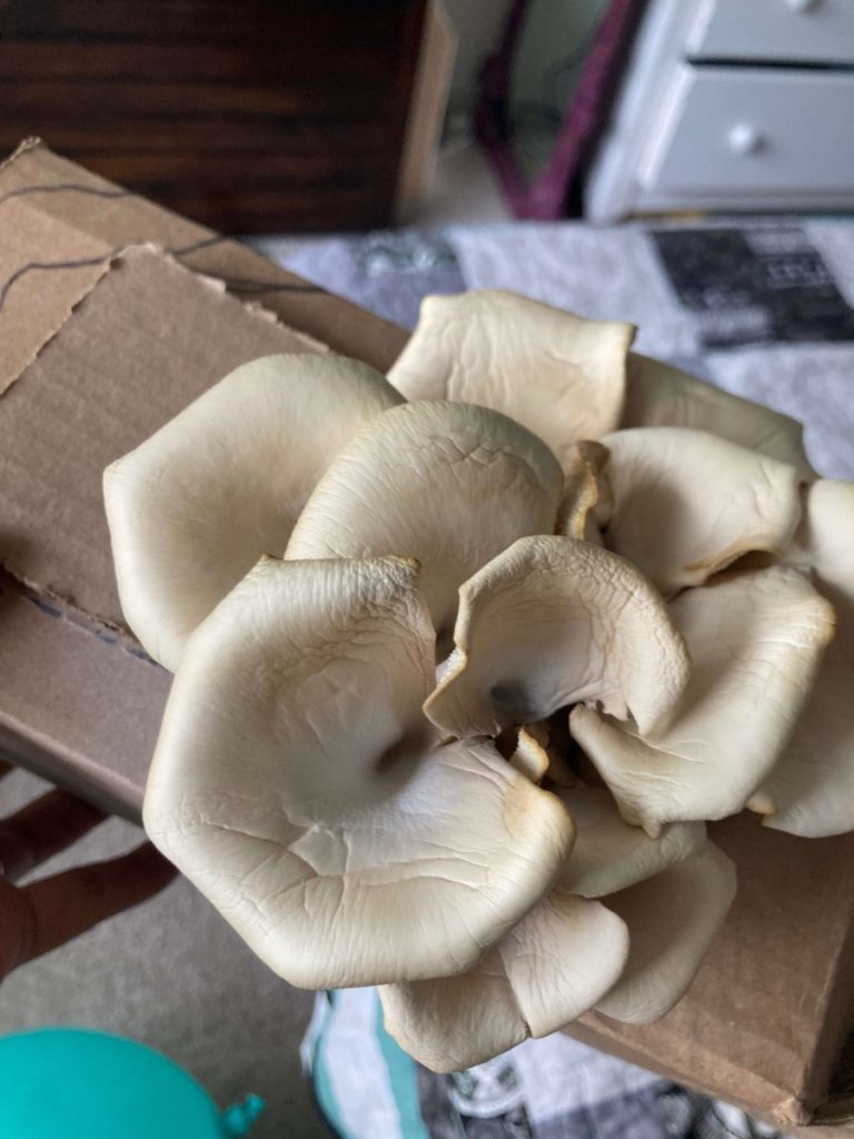 Are Mushrooms Vegan? Yes you can grow your own for the low!