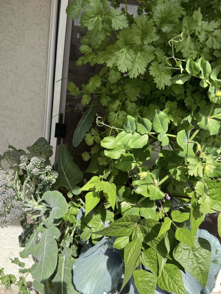 A picture of my hydroponic stand with fresh produce vertical 18 seedlings with some growth