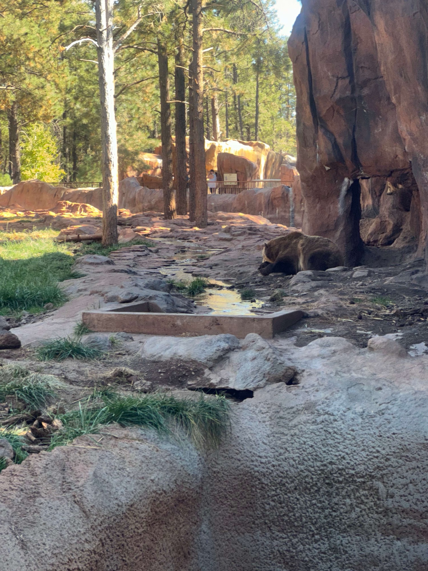 Bearizona drive-through wildlife park near Flagstaff with family-friendly route