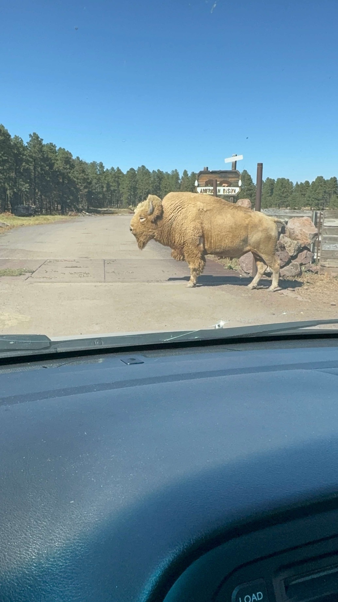Drive-through safari road at Bearizona in Williams Arizona